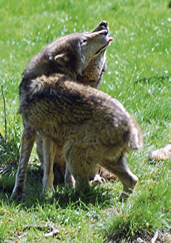Le retour du loup en Lorraine