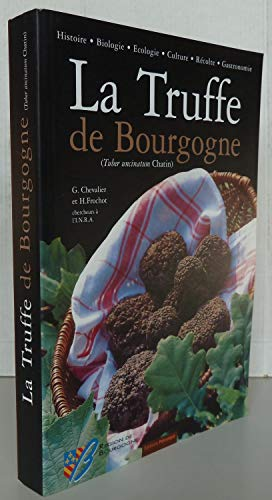 La Truffe de Bourgogne (Tuber uncinatum Chatin)