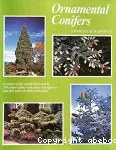 Ornamental conifers