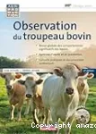 Observation du troupeau bovin