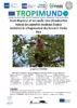 Seed dispersal of an exotic tree (Azadirachta indica) by capuchin monkeys (Cebus imitator) in a fragmented dry forest in Costa Rica