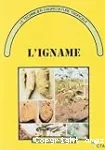 L'igname