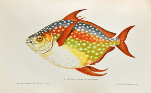 Les poissons. 1876