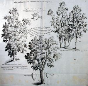 Voyage aux îles Madère (...). 1725