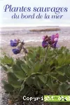 Plantes sauvages du bord de la mer.