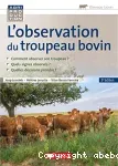 L'observation du troupeau bovin